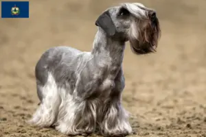 Read more about the article Czech Terrier Breeder and Puppies in Vermont