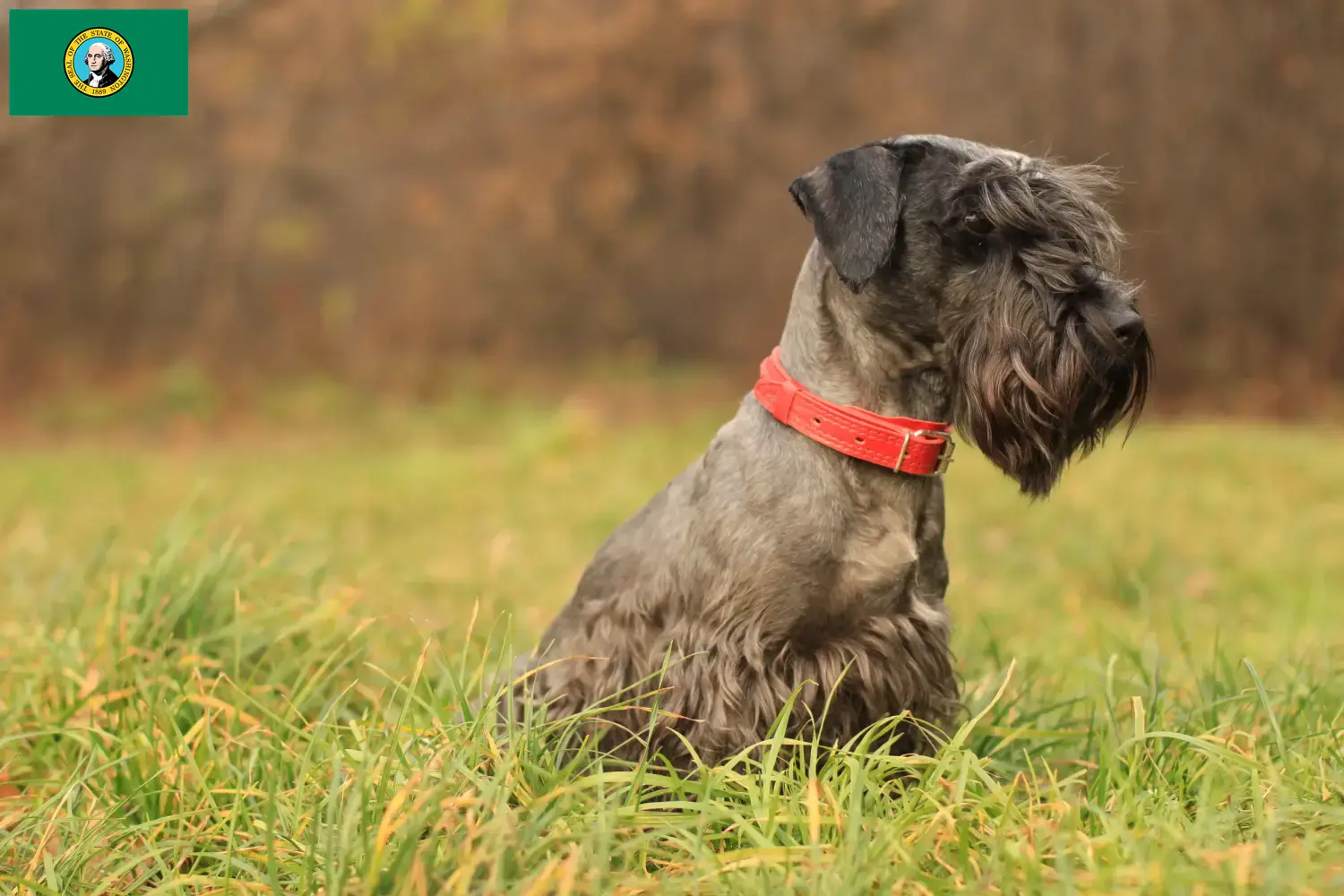 Read more about the article Czech Terrier Breeder and Puppies in Washington