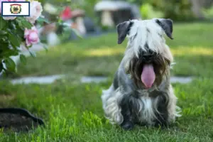 Read more about the article Czech Terrier Breeder and Puppies in West Virginia