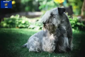 Read more about the article Czech Terrier Breeder and Puppies in Wisconsin