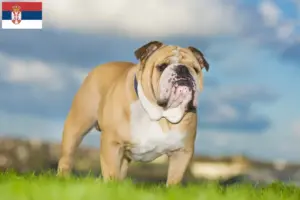 Read more about the article English Bulldog breeders and puppies in Serbia
