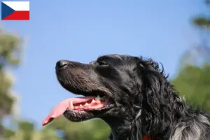 Read more about the article Epagneul Bleu de Picardie breeders and puppies in the Czech Republic