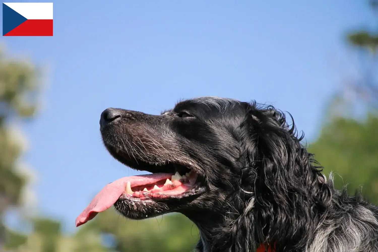 Read more about the article Epagneul Bleu de Picardie breeders and puppies in the Czech Republic