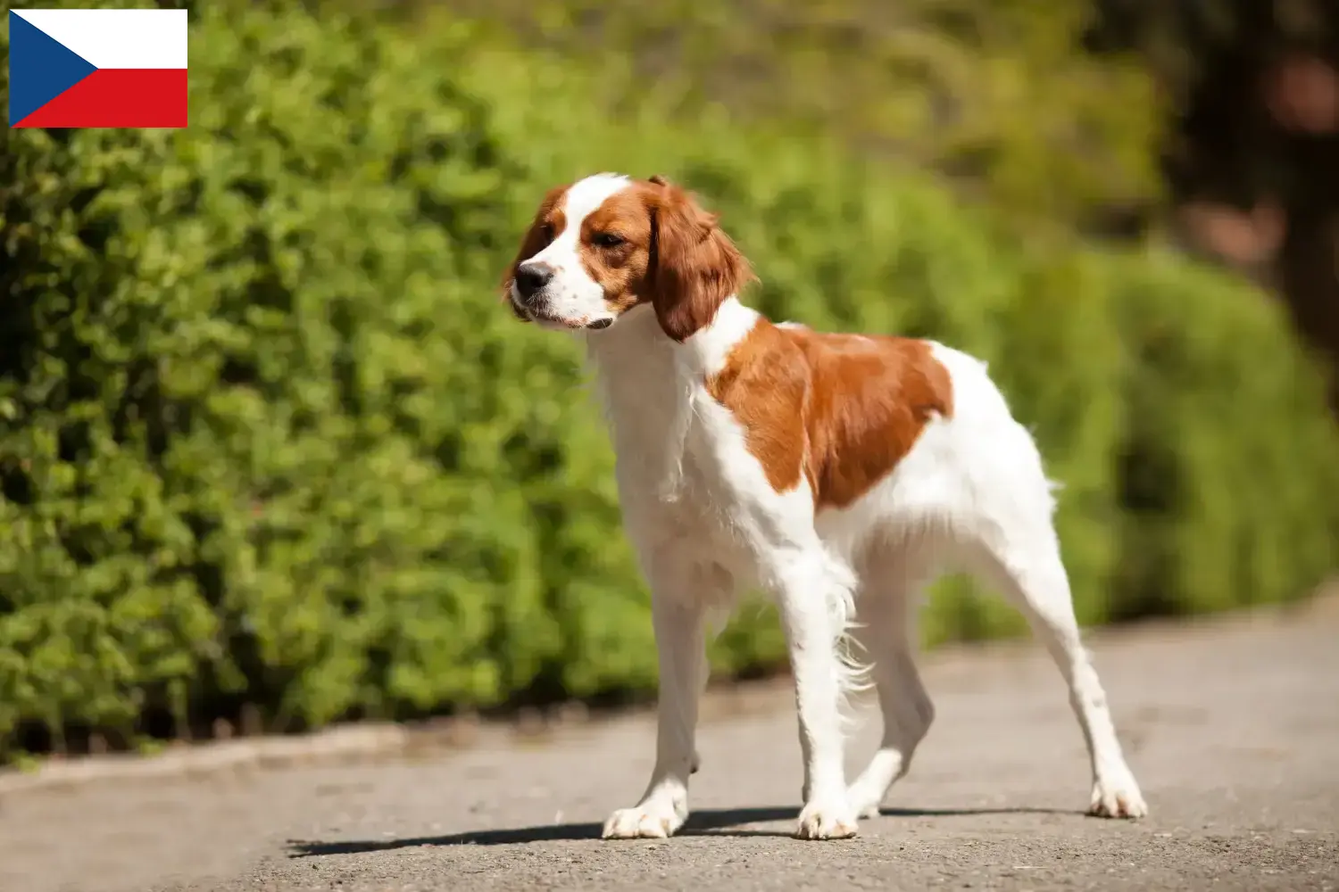 Read more about the article Epagneul Breton breeders and puppies in the Czech Republic