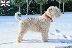 Read more about the article Irish Soft Coated Wheaten Terrier breeders and puppies in Great Britain