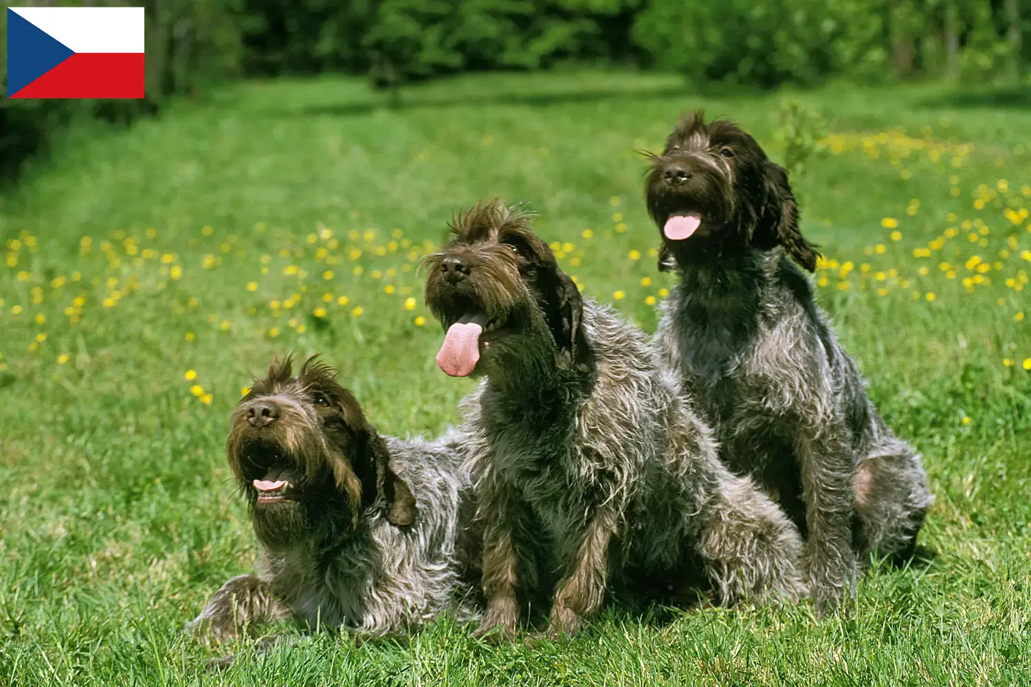 Read more about the article Korthals Griffon breeders and puppies in the Czech Republic