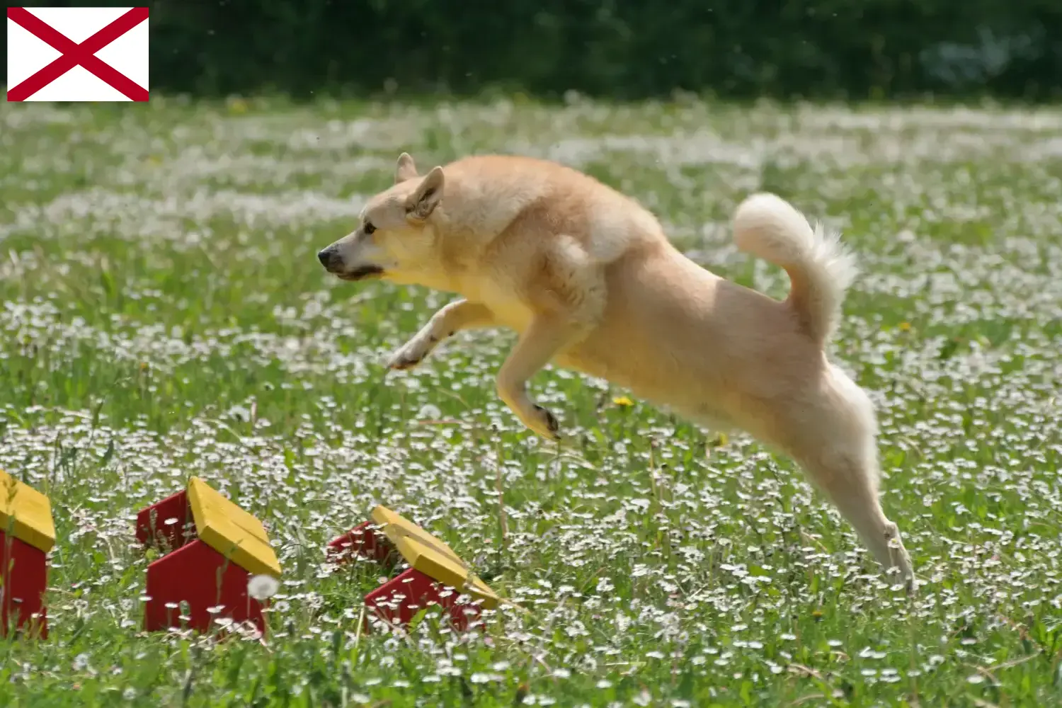 Norwegian Buhund puppies and breeder Alabama Find Norwegian Buhunde breeders in Alabama here.