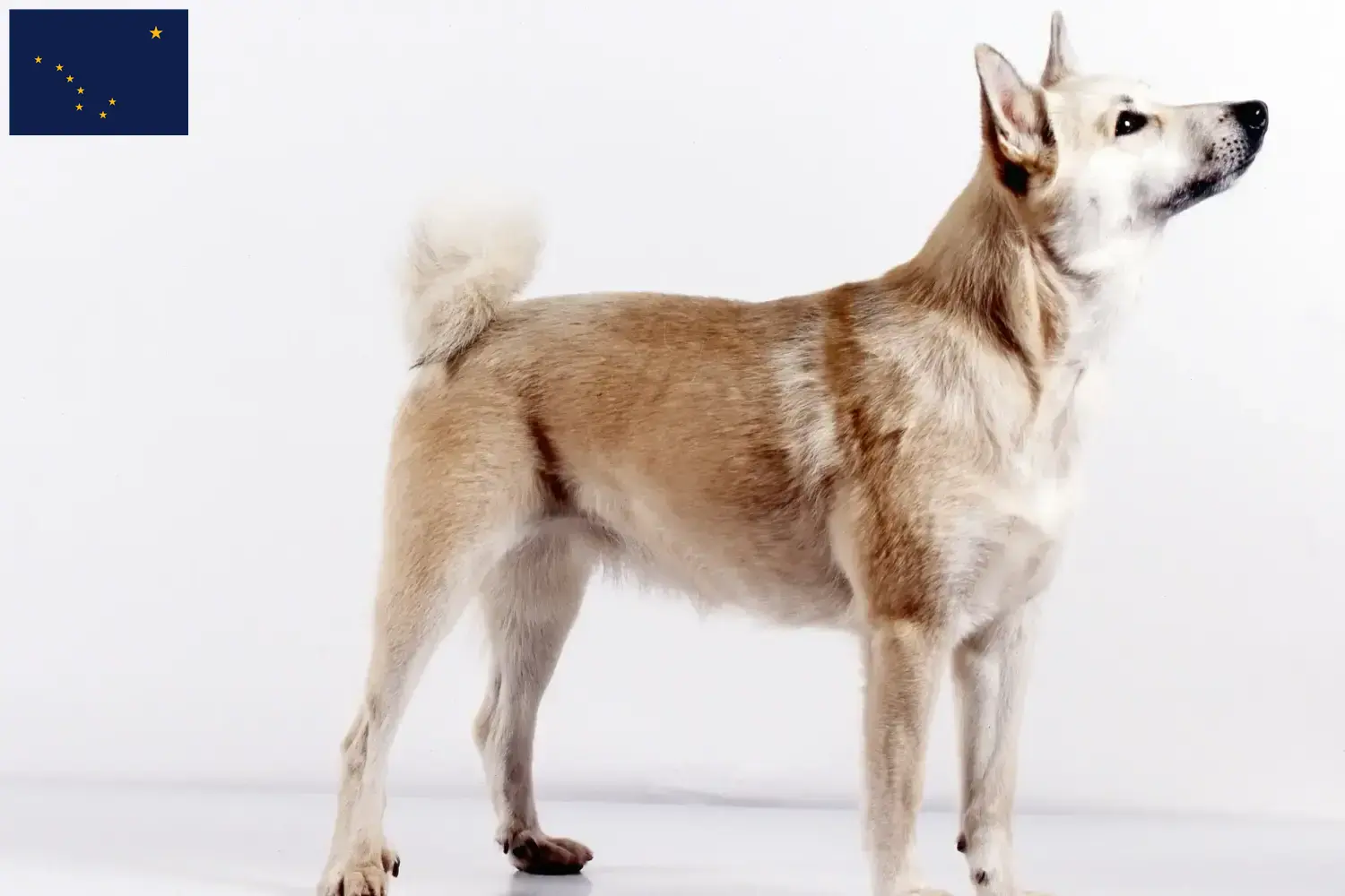 Norwegian Buhund puppies and breeder Alaska Find Norwegian Buhunde breeders in Alaska here.