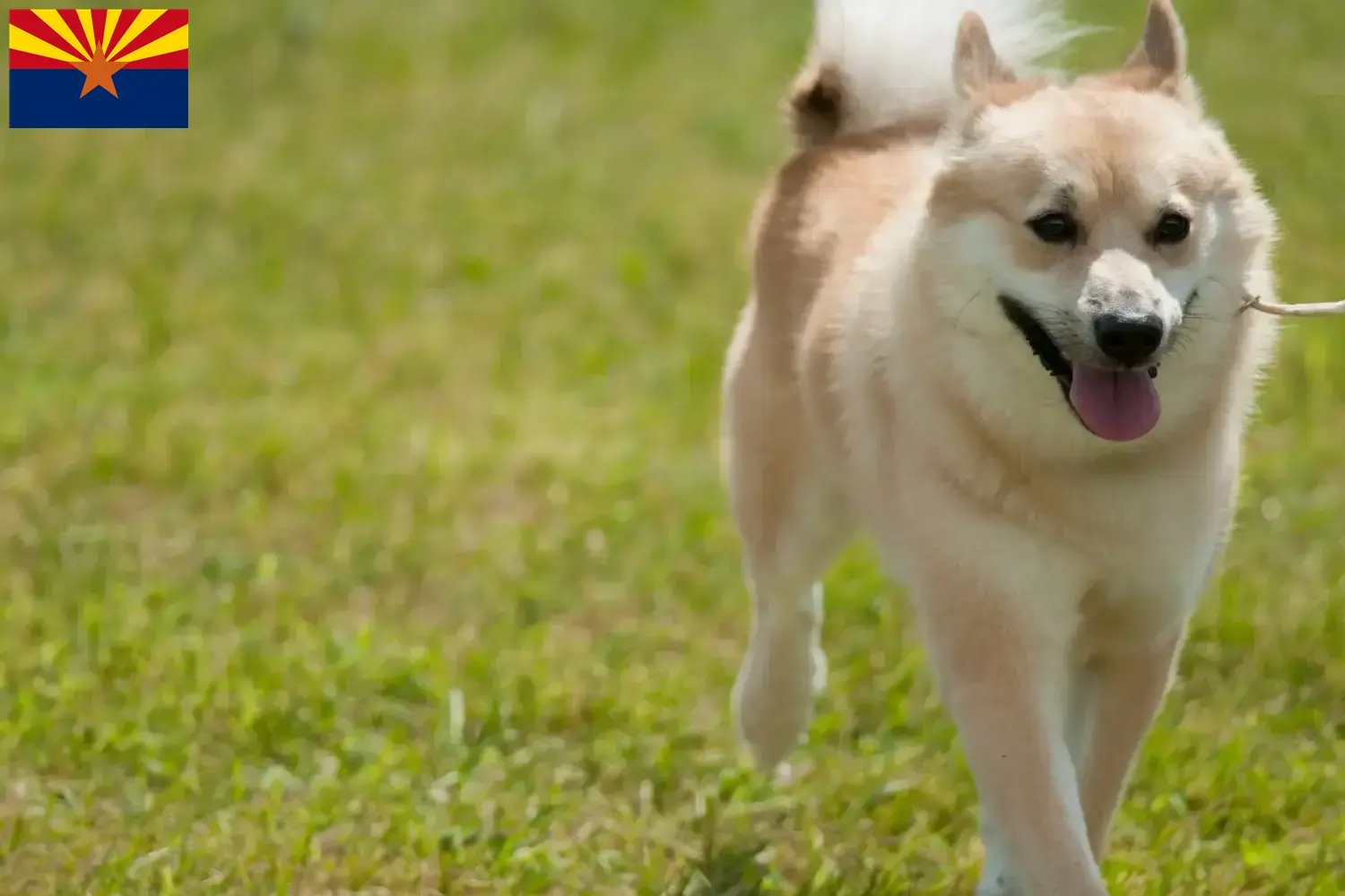 Norwegian Buhund puppies and breeder Arizona Find Norwegian Buhunde breeders in Arizona.