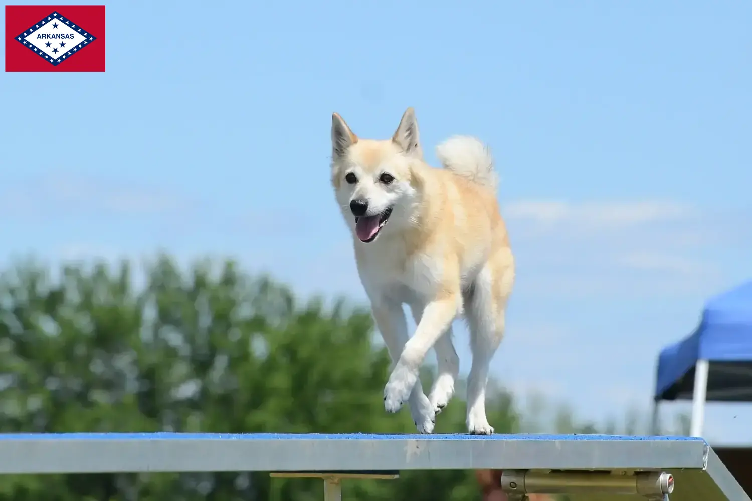 Norwegian Buhund puppies and breeders Arkansas Find Norwegian Buhunde breeders in Arkansas here.