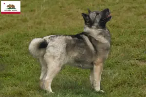 Read more about the article Norwegian Buhund breeder and puppies in California