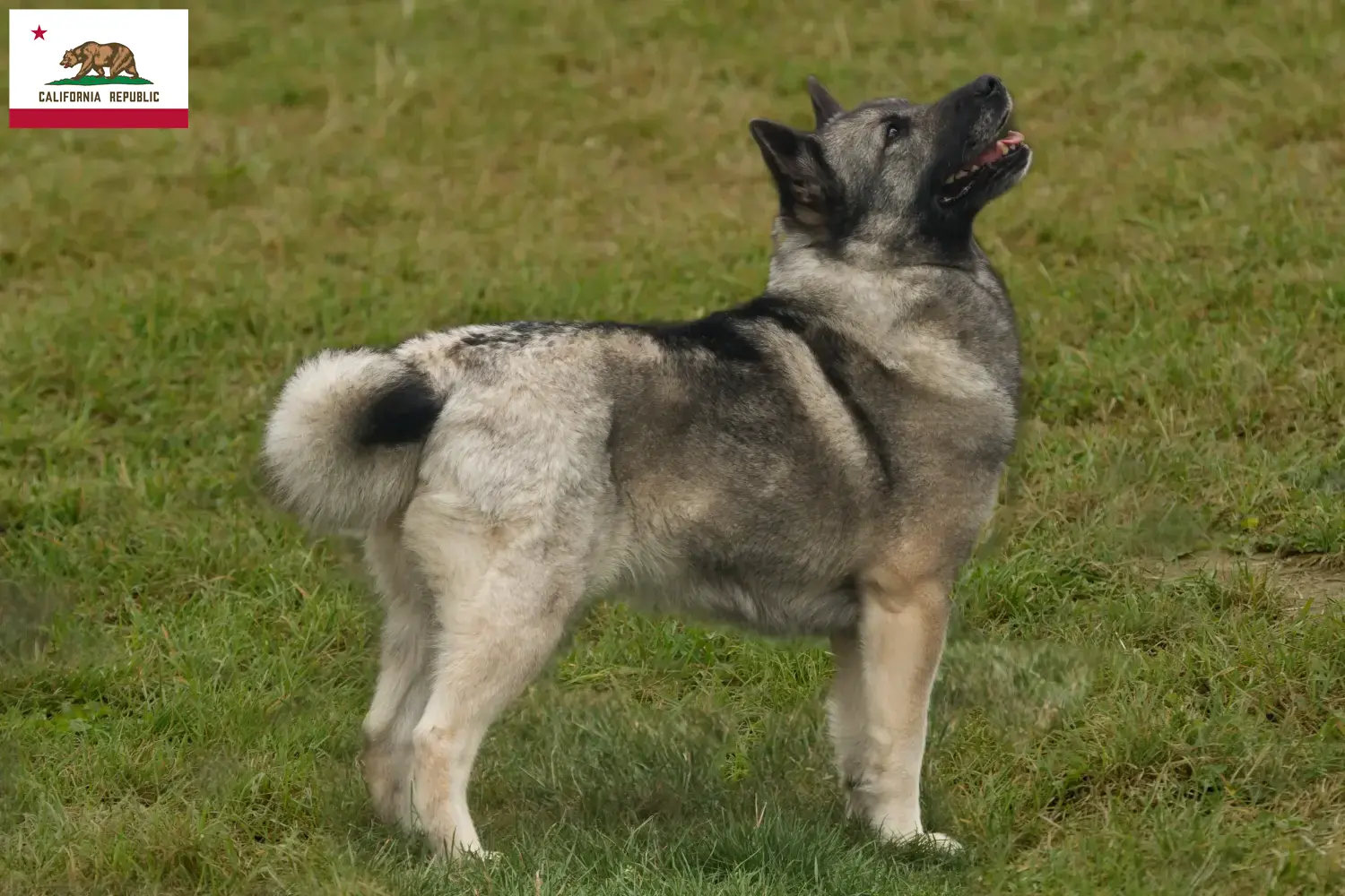 Norwegian Buhund puppies and breeder California Find Norwegian Buhunde breeders in California here.