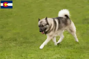 Read more about the article Norwegian Buhund breeder and puppies in Colorado