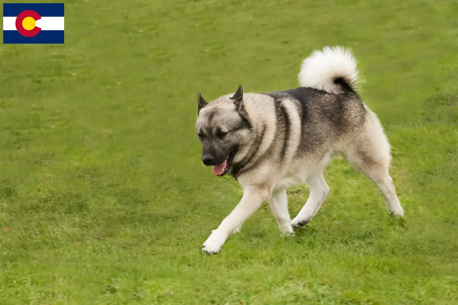 Norwegian Buhund puppies and breeder Colorado Find Norwegian Buhunde breeders in Colorado here.
