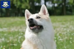Read more about the article Norwegian Buhund breeder and puppies in Connecticut