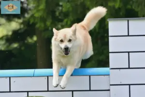 Read more about the article Norwegian Buhund breeder and puppies in Delaware