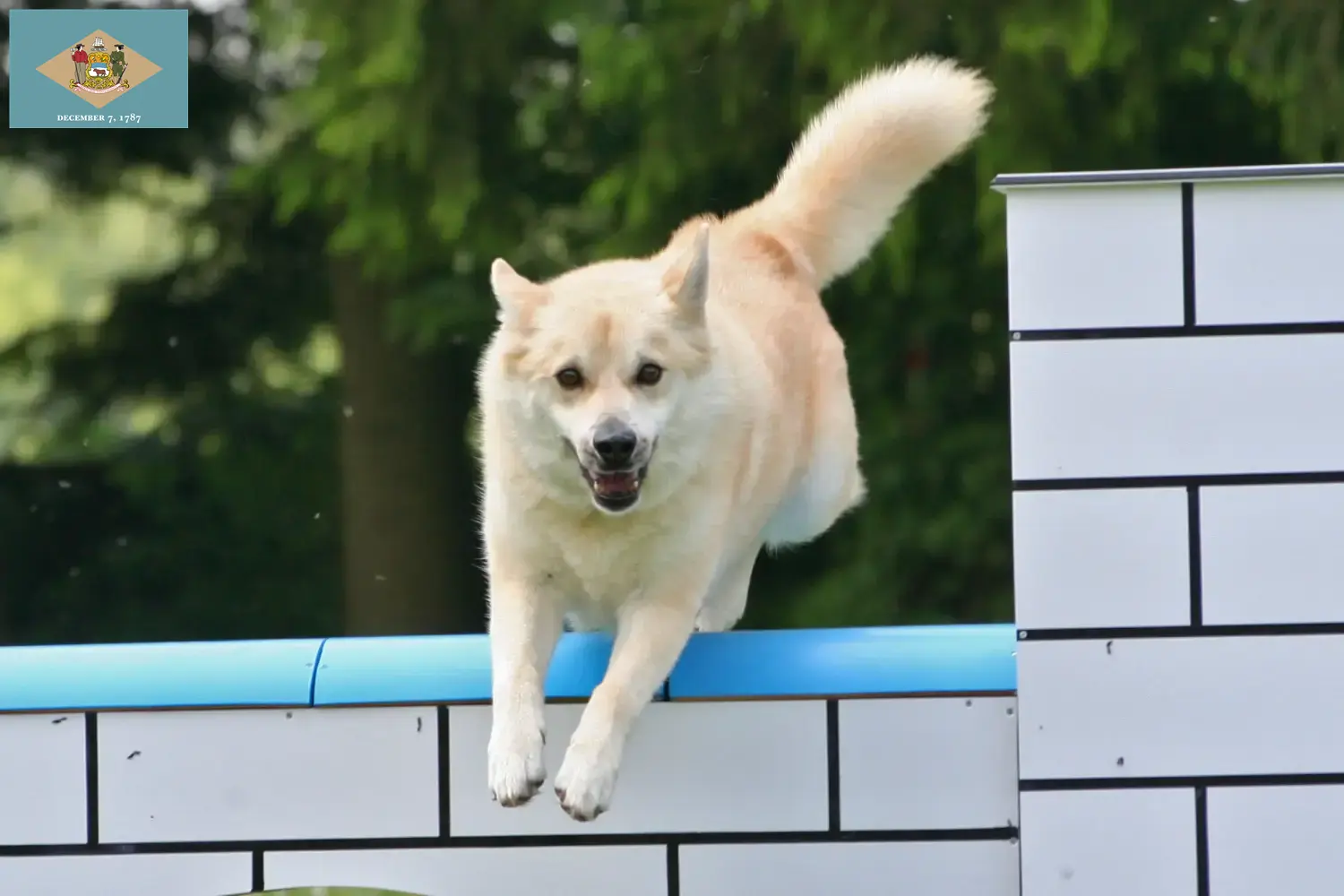 Norwegian Buhund puppies and breeder Delaware Find Norwegian Buhunde breeders in Delaware here.