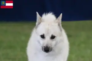 Read more about the article Norwegian Buhund breeder and puppies in Georgia