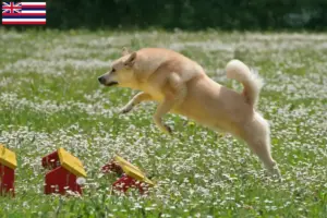 Read more about the article Norwegian Buhund breeder and puppies in Hawaii