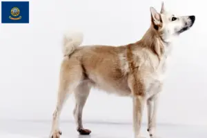 Read more about the article Norwegian Buhund breeder and puppies in Idaho