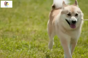 Read more about the article Norwegian Buhund breeder and puppies in Illinois