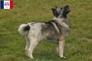 Read more about the article Norwegian Buhund breeder and puppies in Iowa