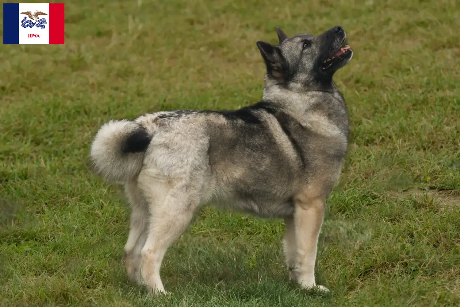 Norwegian Buhund puppies and breeder Iowa Find Norwegian Buhunde breeders in Iowa here.