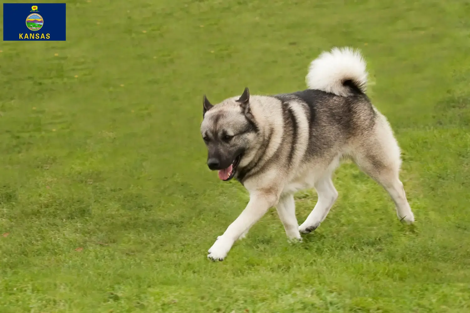 Norwegian Buhund puppies and breeder Kansas Find Norwegian Buhunde breeders in Kansas here.