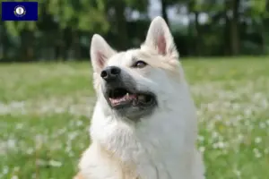 Read more about the article Norwegian Buhund breeder and puppies in Kentucky