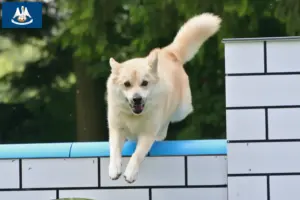 Read more about the article Norwegian Buhund breeder and puppies in Louisiana