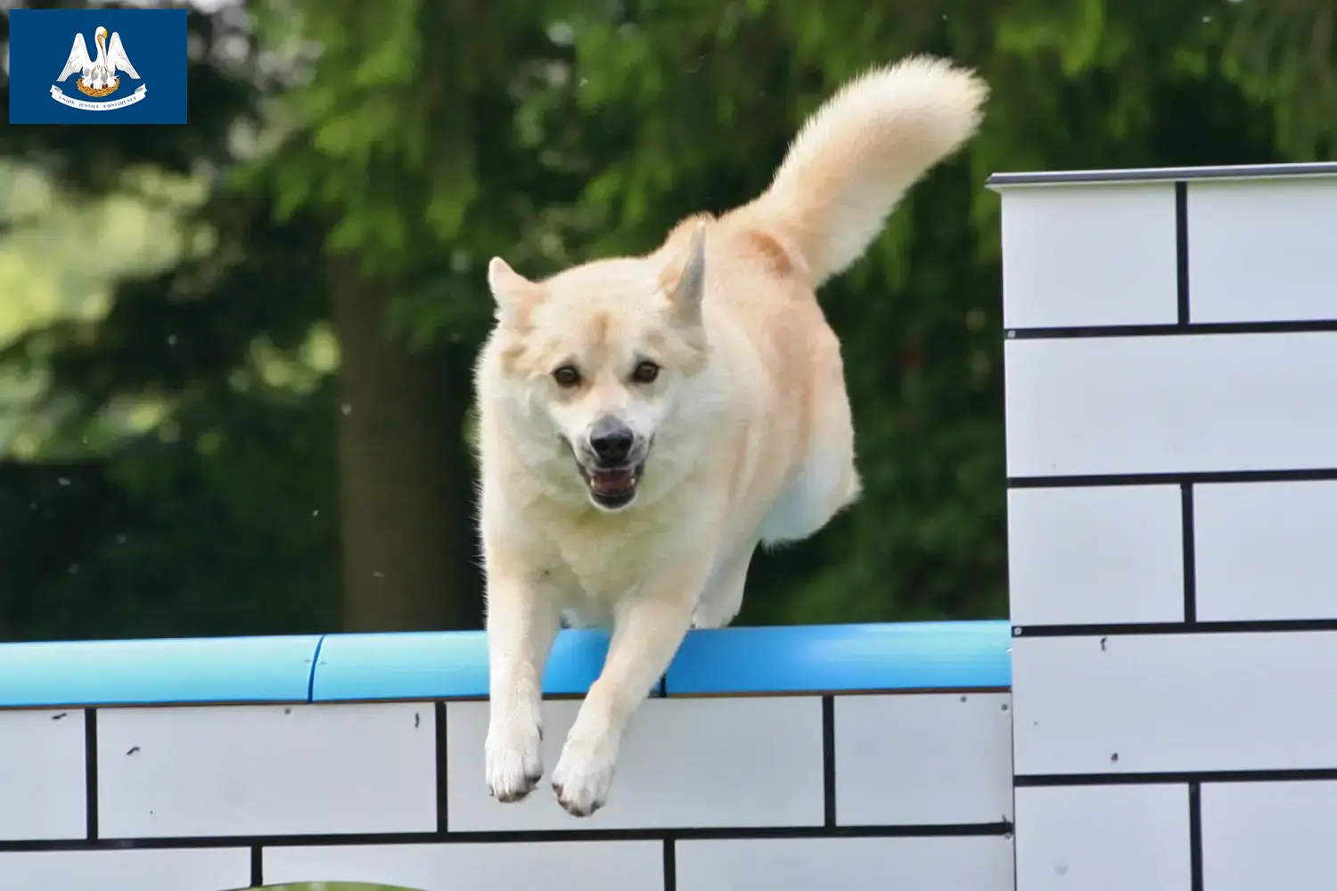 Norwegian Buhund puppies and breeder Louisiana Find Norwegian Buhunde breeders in Louisiana here.