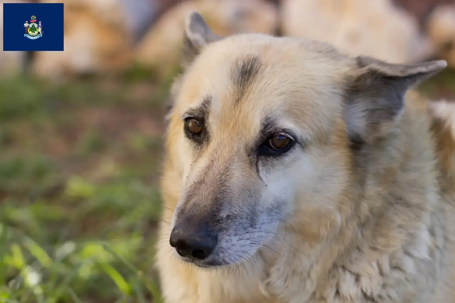 Norwegian Buhund puppies and breeders Maine Find Norwegian Buhunde breeders in Maine here.