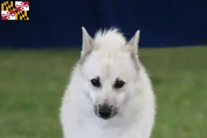 Read more about the article Norwegian Buhund breeder and puppies in Maryland