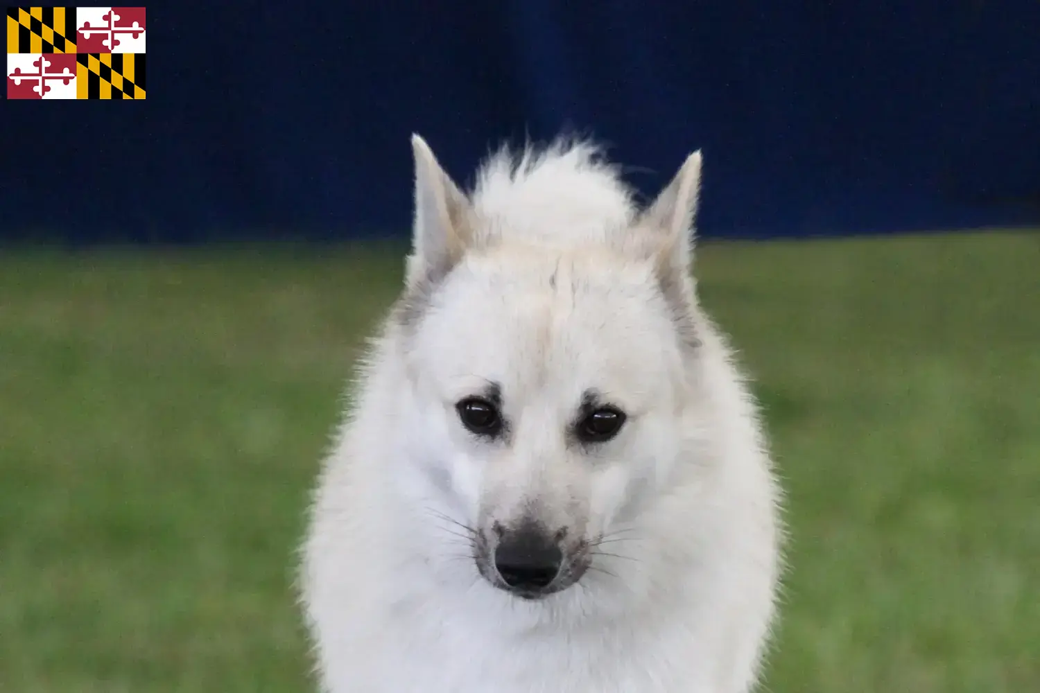 Norwegian Buhund puppies and breeder Maryland Find Norwegian Buhunde breeders in Maryland here.
