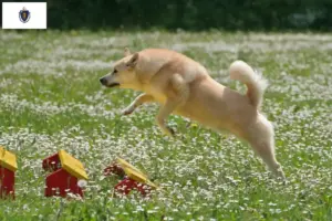Read more about the article Norwegian Buhund breeder and puppies in Massachusetts
