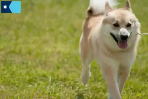 Read more about the article Norwegian Buhund breeder and puppies in Minnesota