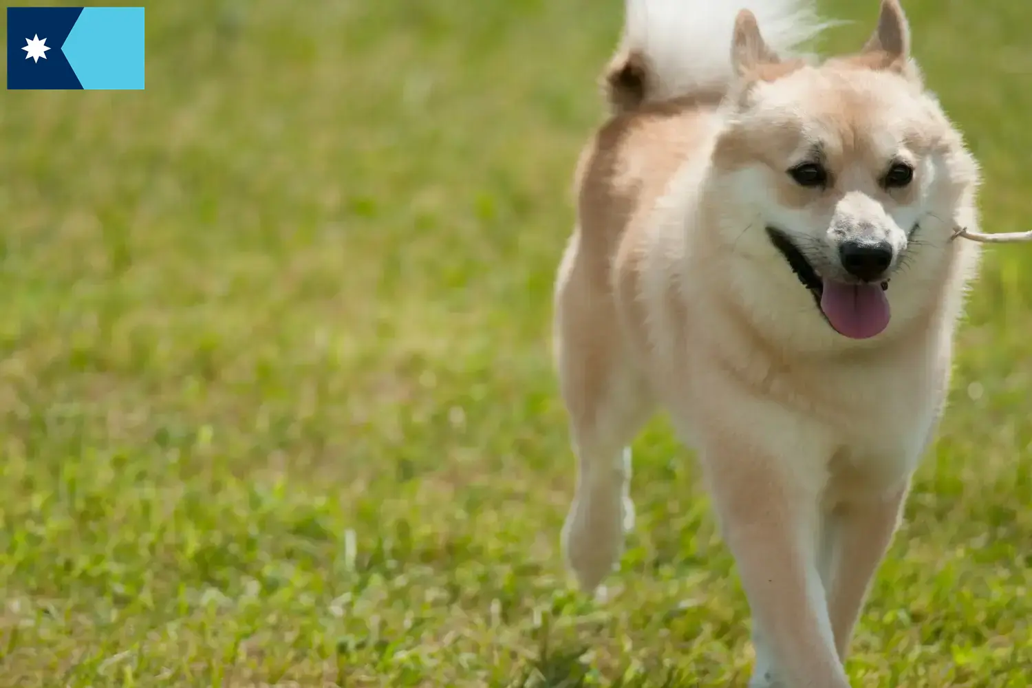 Norwegian Buhund puppies and breeders Minnesota Find Norwegian Buhunde breeders in Minnesota.