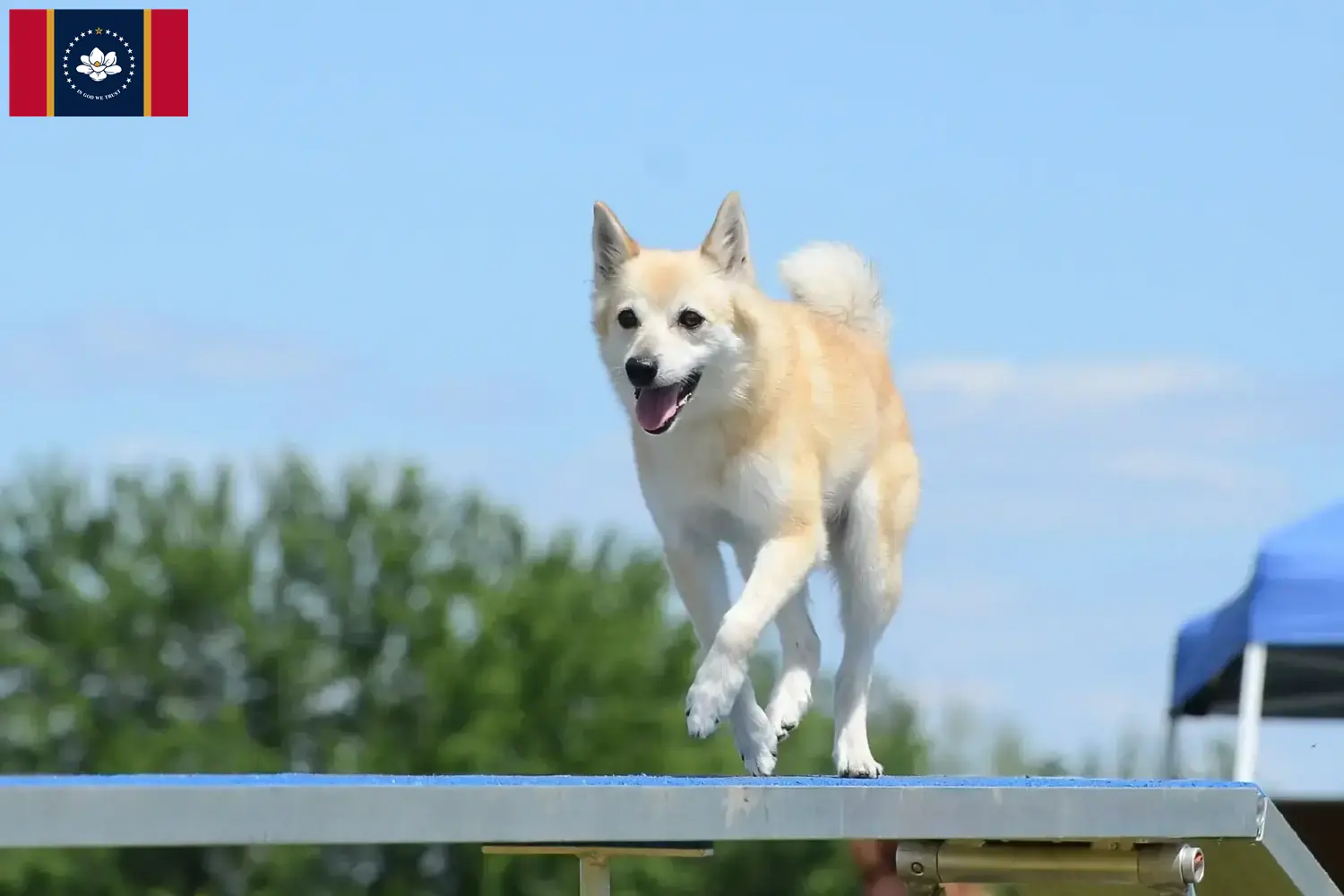 Norwegian Buhund puppies and breeder Mississippi Find Norwegian Buhunde breeders in Mississippi here.