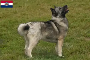 Read more about the article Norwegian Buhund breeder and puppies in Missouri