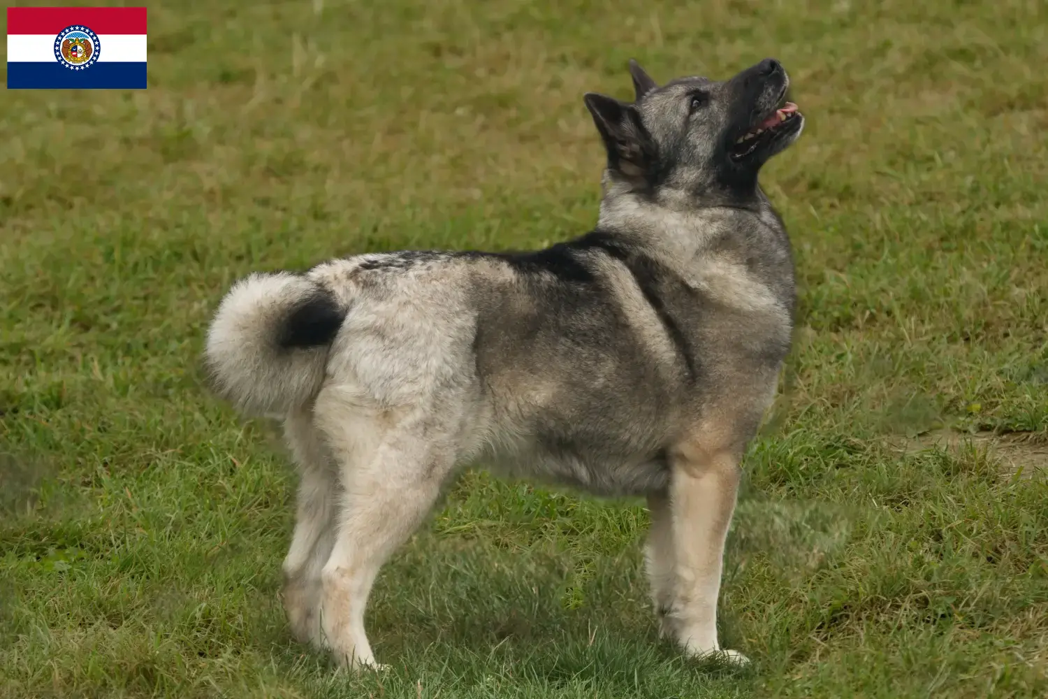 Norwegian Buhund puppies and breeder Missouri Find Norwegian Buhunde breeders in Missouri here.