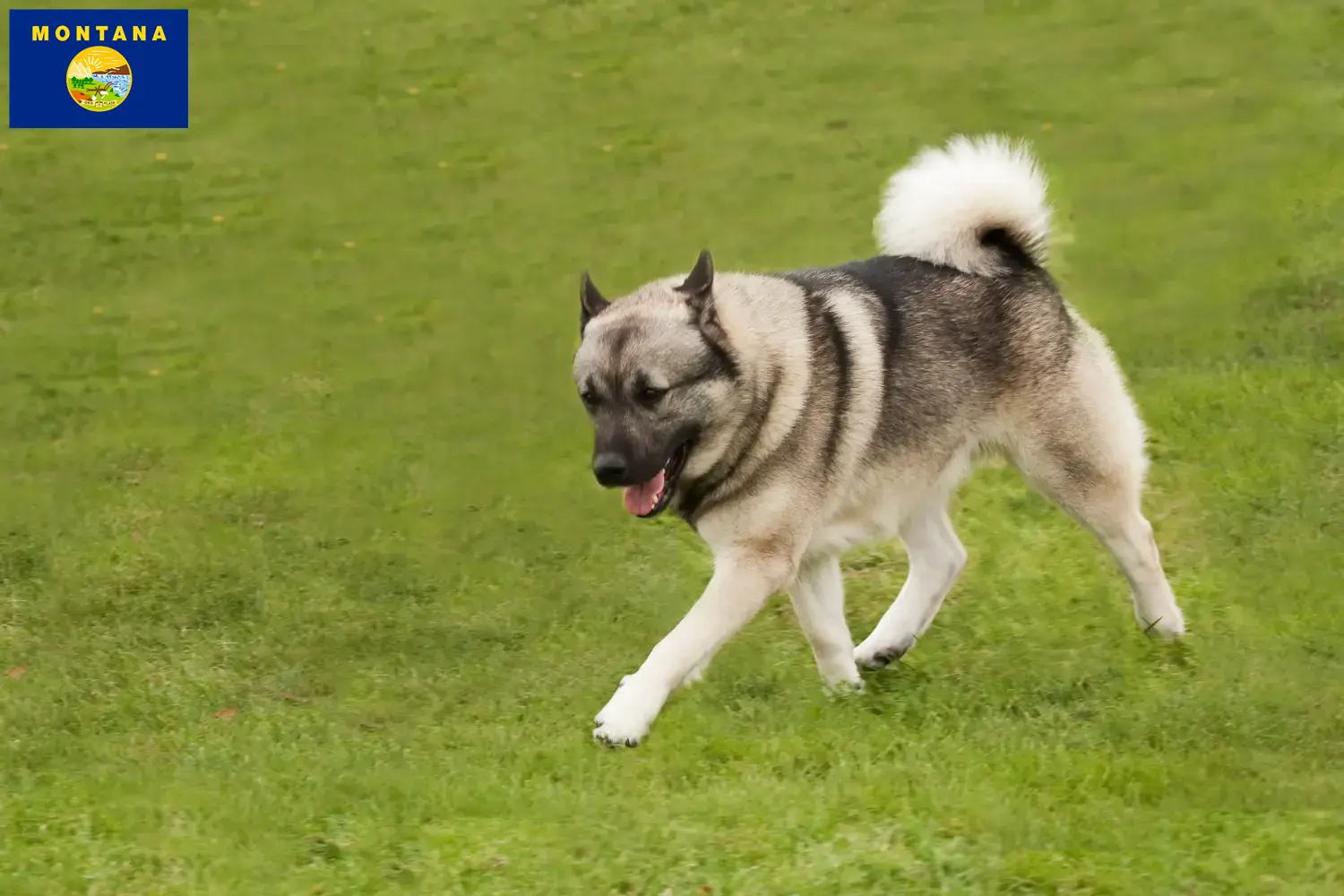 Norwegian Buhund puppies and breeder Montana Find Norwegian Buhunde breeders in Montana here.