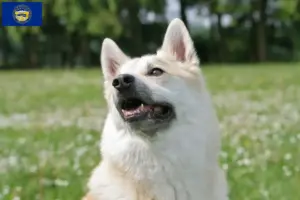 Read more about the article Norwegian Buhund breeder and puppies in Nebraska