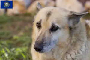 Read more about the article Norwegian Buhund breeder and puppies in New Hampshire