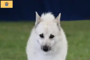 Read more about the article Norwegian Buhund breeder and puppies in New Jersey