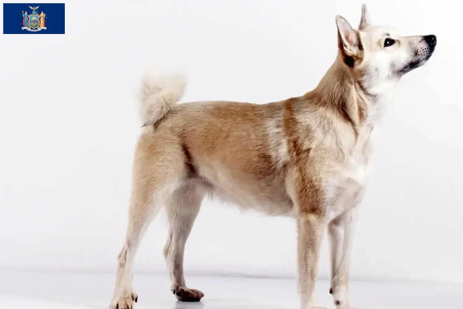 Norwegian Buhund puppies and breeder New York Find Norwegian Buhunde breeders in New York here.