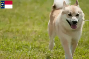 Read more about the article Norwegian Buhund breeder and puppies in North Carolina