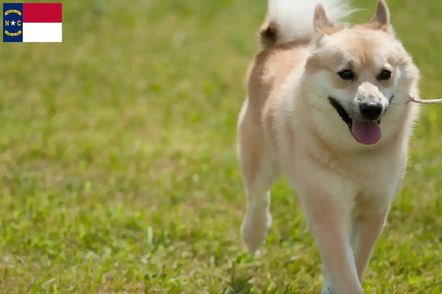 Norwegian Buhund puppies and breeders North Carolina Find Norwegian Buhunde breeders in North Carolina.