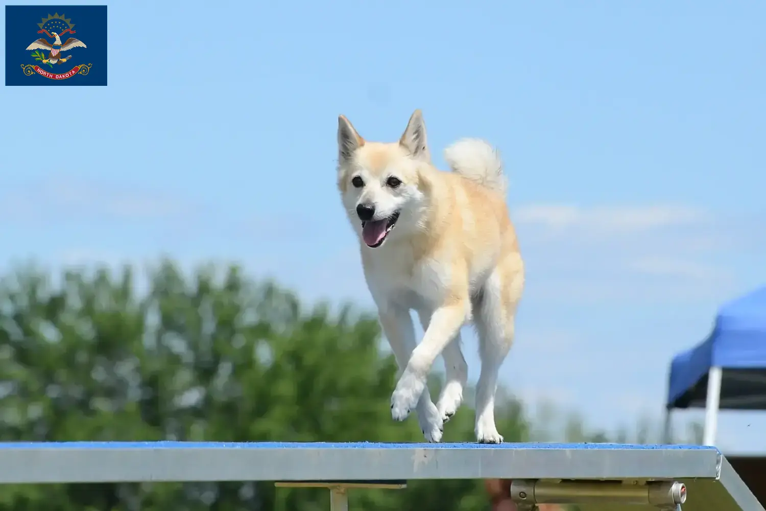 Norwegian Buhund puppies and breeders North Dakota Find Norwegian Buhunde breeders in North Dakota here.