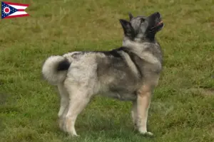 Read more about the article Norwegian Buhund breeder and puppies in Ohio