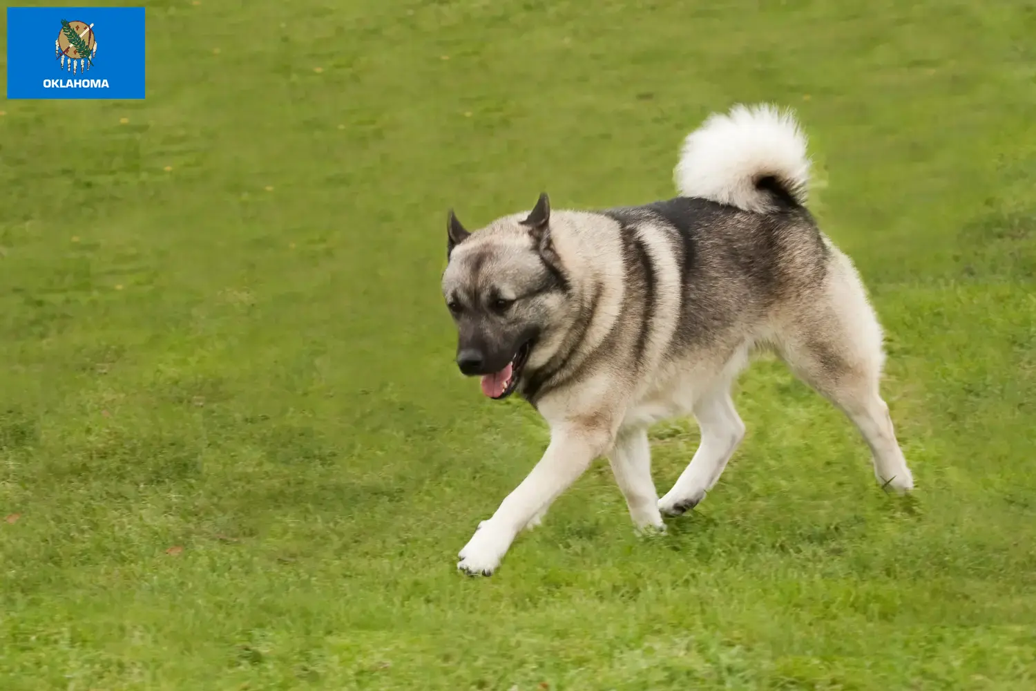 Norwegian Buhund puppies and breeder Oklahoma Find Norwegian Buhunde breeders in Oklahoma.